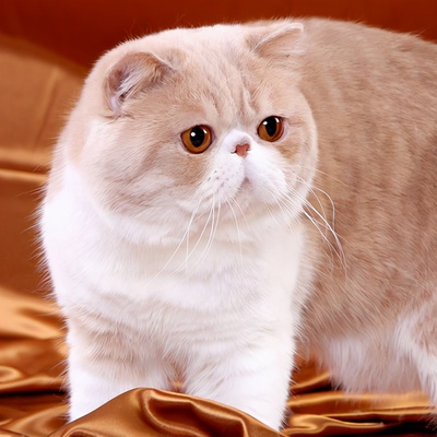 加菲猫猫粮哪个牌子好?加菲猫猫粮排行榜推荐